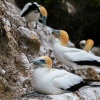 Australasian gannet, Cape Kidnappers