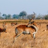 Red Lechwe