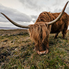 Scottish highland cattle