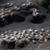 Australasian gannets, Muriwai Beach