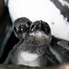 Brillenpinguine Boulders Beach