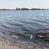 Pripyat, fish breeding