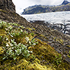 Am Fjallsjökull