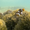 Anak Krakatau, Unterwasser