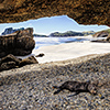 xflo:w photo calendar 2014, New Zealand coast wildlife