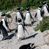 Jackass penguins Boulders Beach