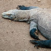 Komodo Dragon