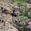 Simien Mountains