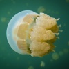 Palau, Jellyfish Lake