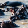 Hippos, St. Lucia