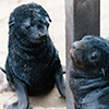 Cape Cross seals