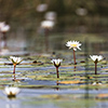Okavango Delta, Botswana, water lily