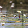 Okavango Delta, Botswana, Seerose