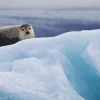 Seal at Jökulsárlón