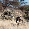 Botswana, Kalahari Transfrontier, Gepard