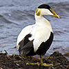 Iceland, eider duck