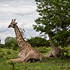 Chobe NP, Giraffe