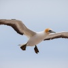 Australasian gannets, Cape Kidnappers