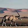 Namib Oryx-Antilope