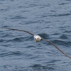 New Zealand, Doubtful Sound, albatrosses