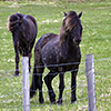 Iceland Horses