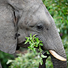 Chobe NP, elephant