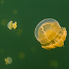 Palau, Jellyfish Lake