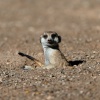 Meerkat