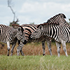 Okavango Delta, Botswana, Zebra