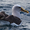 Neuseeland, Doubtful Sound, Albatrosse