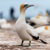 Australasian gannets, Cape Kidnappers