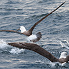 Neuseeland, Doubtful Sound, Albatrosse