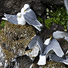 Iceland, Black-legged Kittiwake