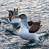 New Zealand, Doubtful Sound, albatrosses