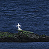 Island, Landschaft Westfjorde