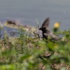 Makgadikgadi Pan, Grey go-away-bird