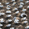 Australasian gannets, Muriwai Beach