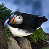 Iceland, Atlantic Puffin, Lundi