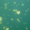 Palau, Jellyfish Lake