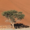 Namib Sossusvlei