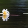 Okavango Delta, Botswana, water lily