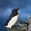 Iceland, razorbill