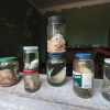 Pripyat, fish breeding