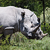 Makgadikgadi Pan, Breitmaulnashorn