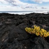 Lanzarote coast