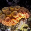 Anak Krakatoa, Underwater