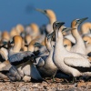 Cape gannet