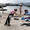 Brillenpinguine Boulders Beach