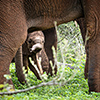 Chobe NP, Elefant