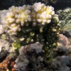 Anak Krakatoa, Underwater